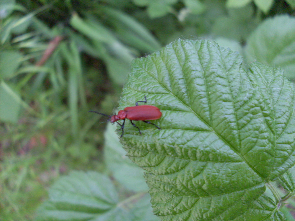 Elateridae, cfr Athous sp., e Pyrochroa serraticornis